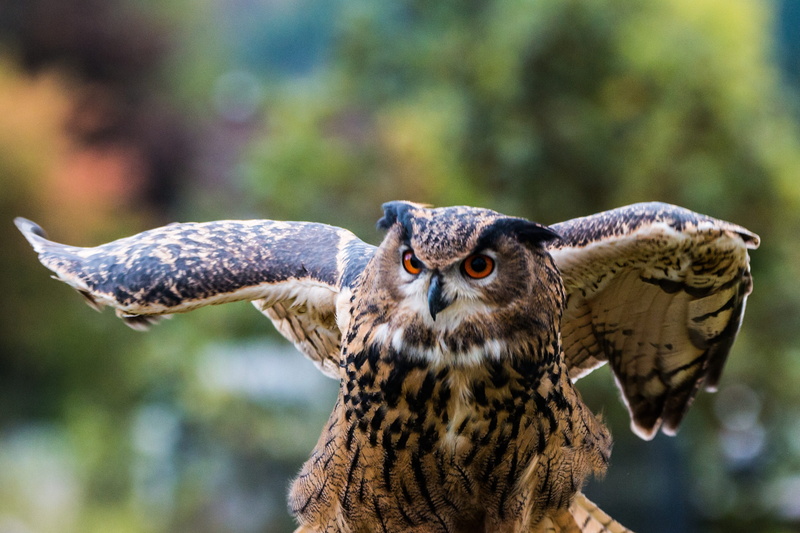 one animal, animal eye, wing, Bird, close-up, swing, owl, Bubo Bubo, animals in the wild, Feather, fly, animal themes, flying, black, animal wildlife, spread wings