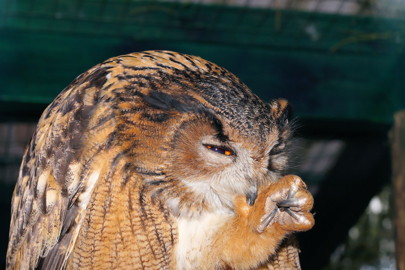 wildlife, close-up, animals In The Wild, lighted eyes, sunlight, whisker, focus on foreground, daytime, raptor, bubo bubo, 4K, beak, animal Eye, no people