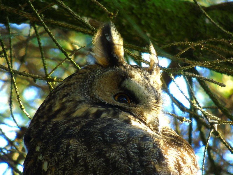 bird of prey, 2K, animals in the wild, Bubo Bubo, Eagle Owl, close-up, focus on foreground, animal head, no people, night active, one animal, day, nature