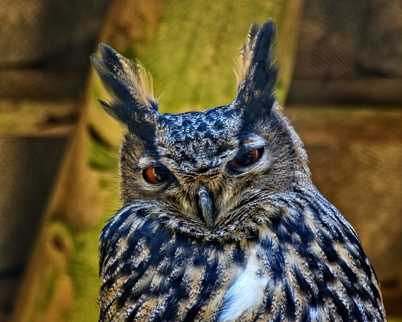 animal wildlife, view, one animal, animal themes, zoology, focus on foreground, day, outdoors, animal body part, Bubo Bubo, owl, Bird, birds, looking, beak