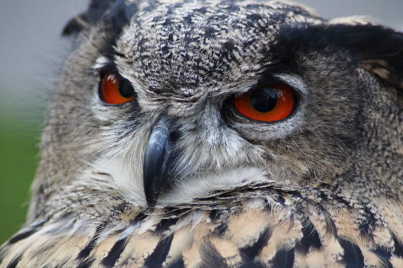 bubo bubo, animal themes, day, 4K, close-up, animal head, grey, looking at camera, animal, eye, close, bird, view, animal nose, brown, animal wildlife