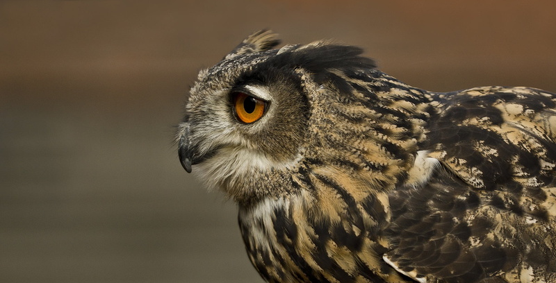 bubo bubo, rarely, animal wildlife, fly, yellow eyes, night active, wild bird, beak, no people, one animal, animal, portrait, owl, plumage, focus on foreground