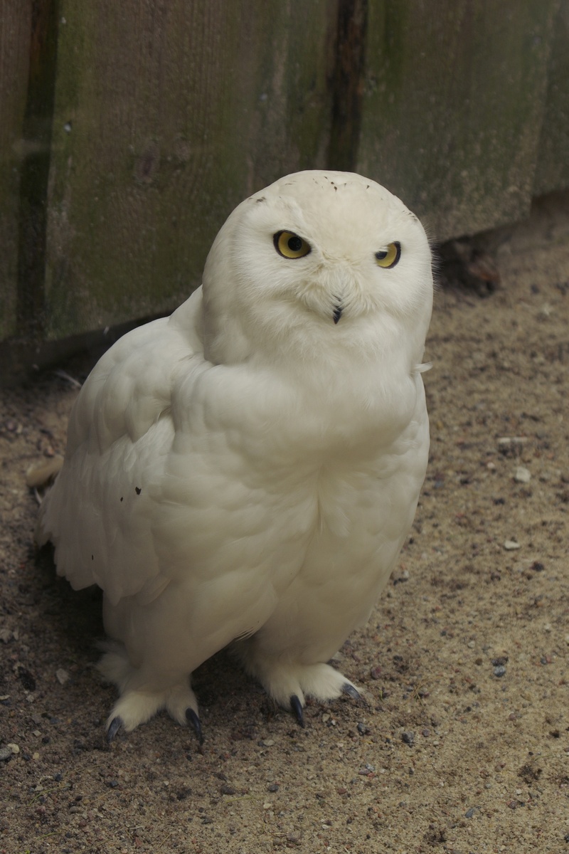 focus on foreground, 2K, no people, parrot, vertebrate, close-up, tallinn zoo, animals in the wild, white color, cockatoo, animal themes, portrait, animal wildlife