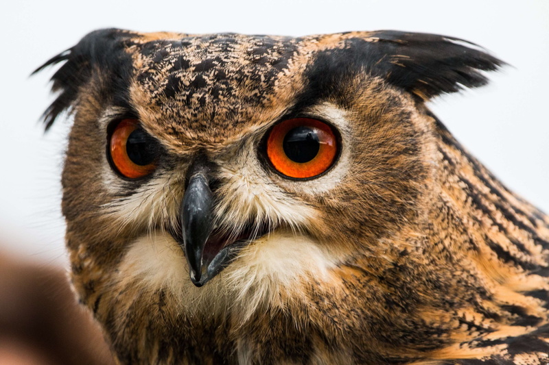 one animal, vertebrate, feather, beak, animal, bird of prey, birds, animals in the wild, close-up, portrait, wild bird, animal eye, looking at camera, animal head