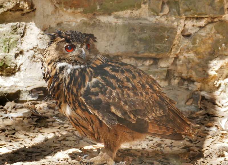 no people, animals in the wild, focus on foreground, eurasian eagle european owl, night active, rock, wild bird, animal portrait, bird, feather, outdoors