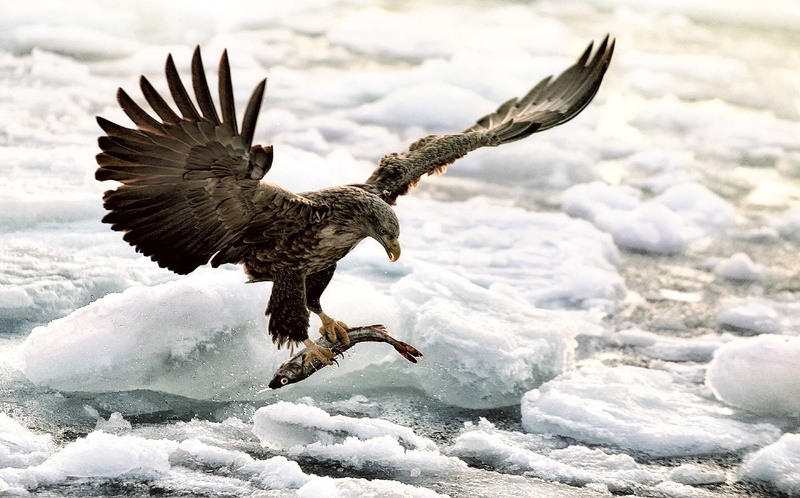 day, eagle - bird, eagle, flying, bird of prey, animal themes, animal wildlife, cold temperature, nature, mid-air, fish, hunting, 720P, bird, white color