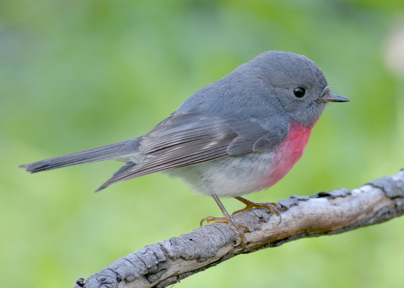 animal, Rose Robin, 480P, close up photography, beak, bird, close, Petroica rosea, wildlife, nature, Male, photography