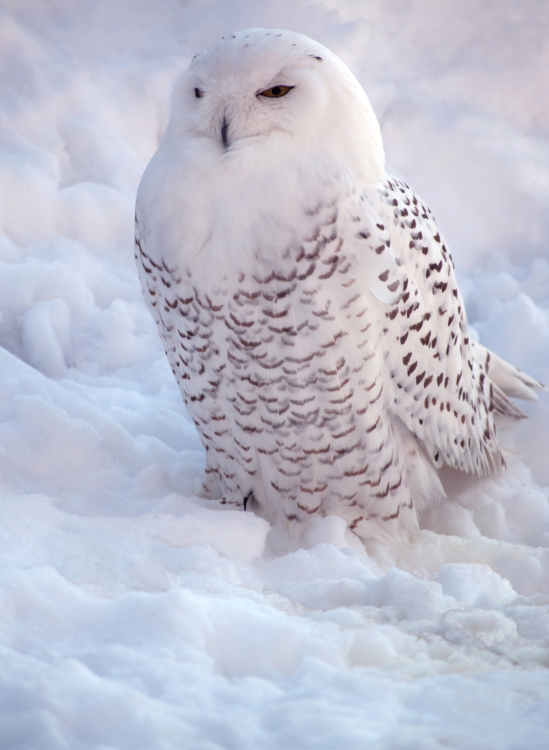 animals in the wild, owl, animal themes, outdoors, perching, white, focus on foreground, one animal, bird of prey, 5K, snow, animal wildlife, beauty, nature