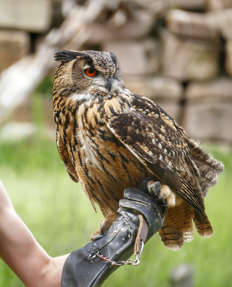unrecognizable person, night active, outdoors, eurasian eagle european owl, human body part, holding, nature, close-up, eagle owl, focus on foreground