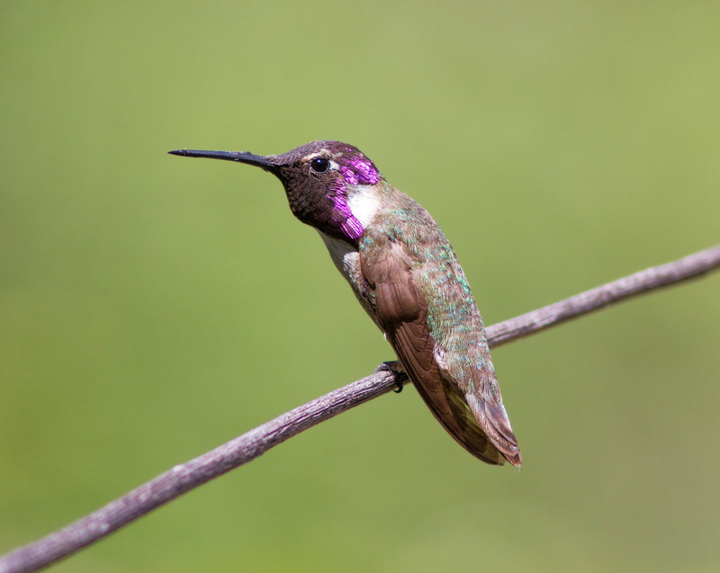 bird, favorites, wildlife, photography, Costas Hummingbird, male, iridescent, hovering, costas, hummingbird, flying, feather, micro, shot, animal, beak
