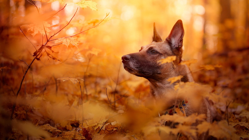leaf, shepherd dog, domestic animals, no people, dog breed, malinois belgian shepherd, forest, land, malinois, autumn leaves, looking, plant part, mammal