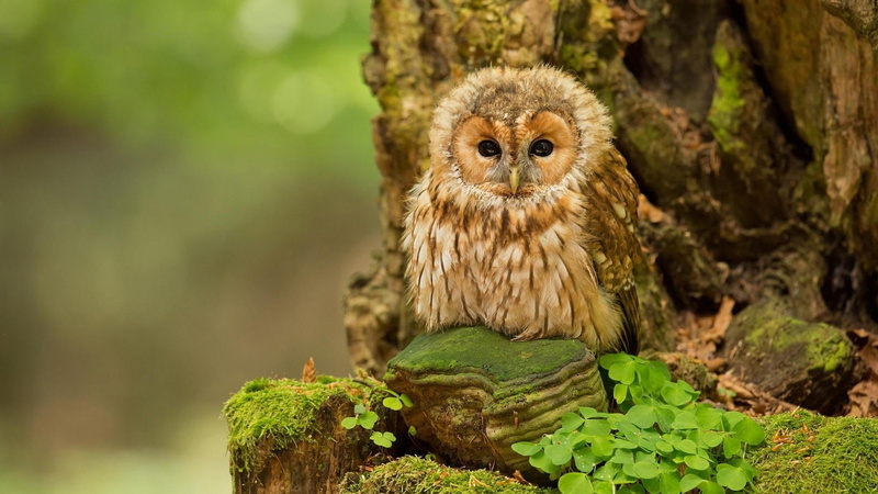 animals, forest, tree, bird, moss, owl, wildlife, 1080P
