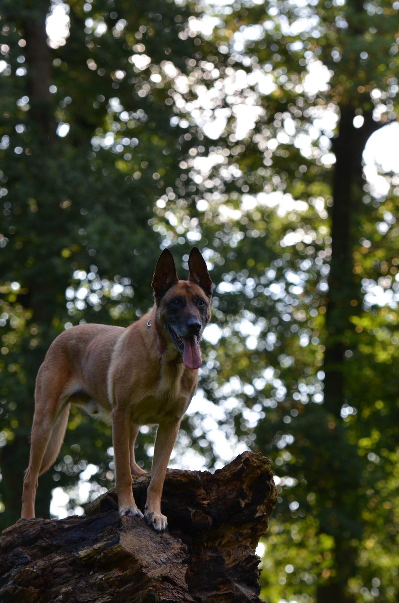 day, mammal, animal, Belgian Shepherd Dog, one animal, tree, 4K, collar, animal themes, standing, looking, pets, Malinois, domestic, dog, male, focus on foreground