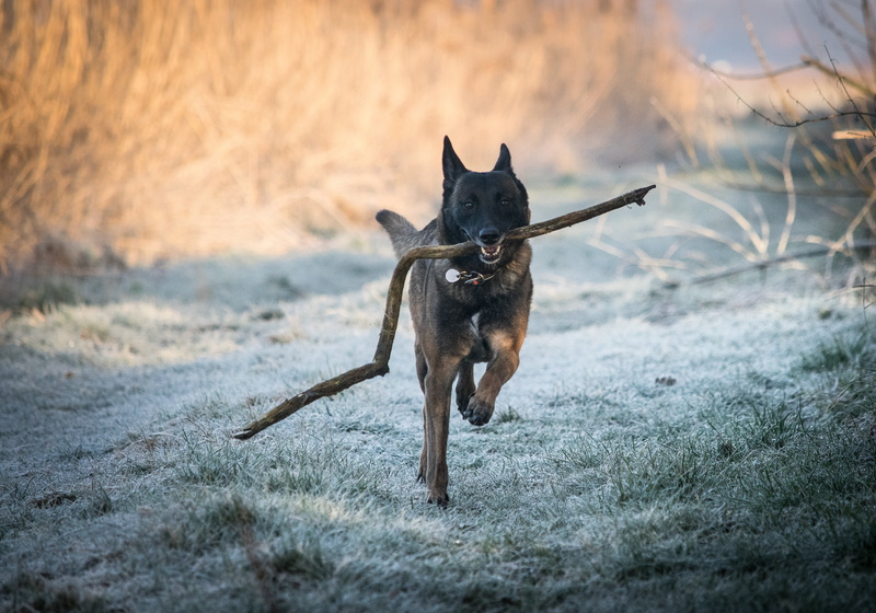 joy of life, animal themes, adult, play, animal, malinois, brown, sprint, belgian, field, stick - plant part, running, motion, carrying, purebred Dog, domestic animals