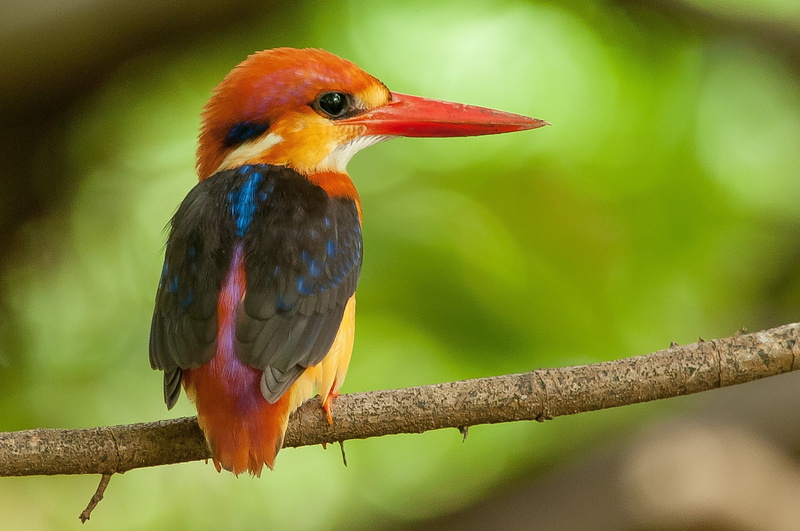 long, kingfisher, bird, small, black, 1080P, yellow, feathers, size, red, beak, branch