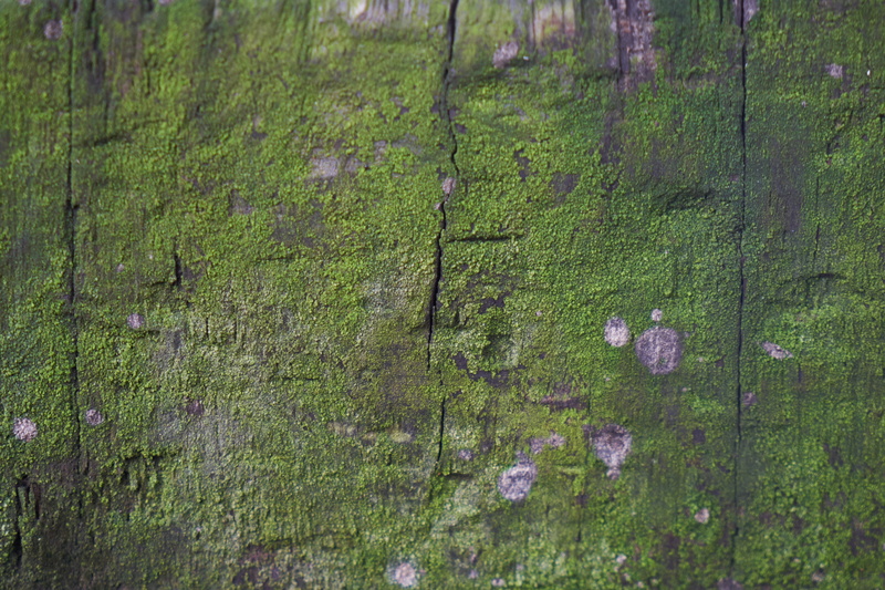 nobody, macro, background, timber, no people, full frame, field, land, moos, 5K, taking, green color, beauty in nature, tree, flowering plant, close-up