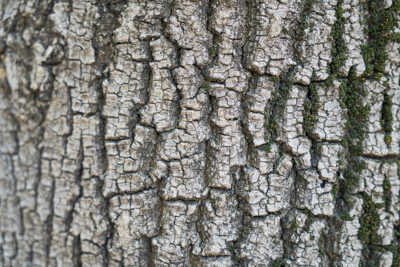 detail shots, textured, horizontal, natural pattern, abstract, outdoor, tree, 8K, nobody, background, perspective, motif, wood tissue, texture, table