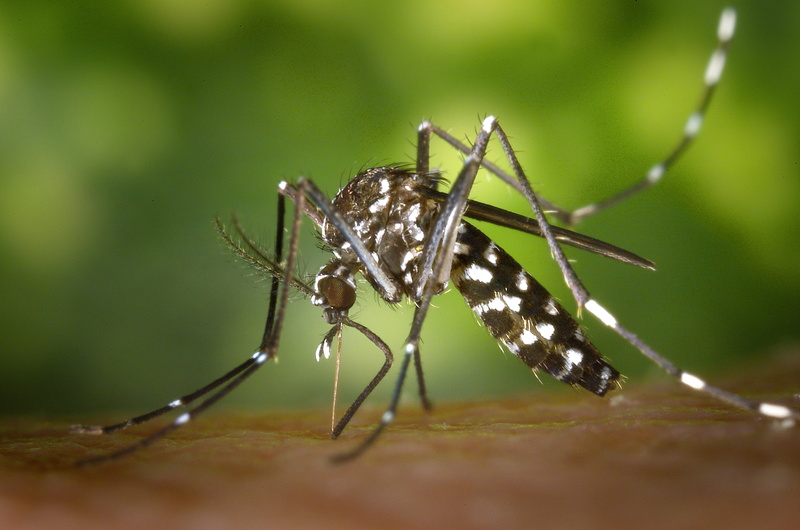 asian tigermücke, creature, invertebrate, mosquito, green color, no people, aedes albopictus, selective focus, dengue fever, one animal, animal themes