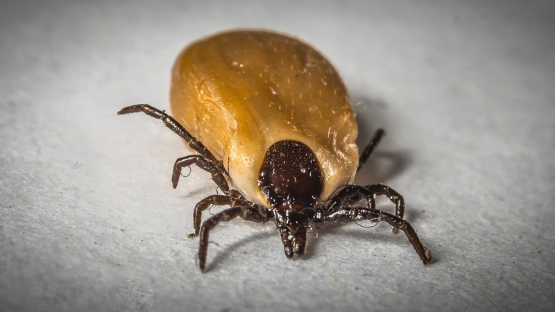 meningitis, 2K, tbe, animal themes, day, disease vectors, macro, nature, one animal, deer tick, tick, dangerous, personal accessory, arthropod, vacuum