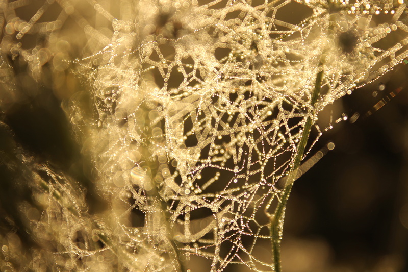 wet, water, fragility, pattern, neural, pearls, thoughts, plant, complexity, connection, close-up, selective focus, spider web, brain, intricacy, vulnerability
