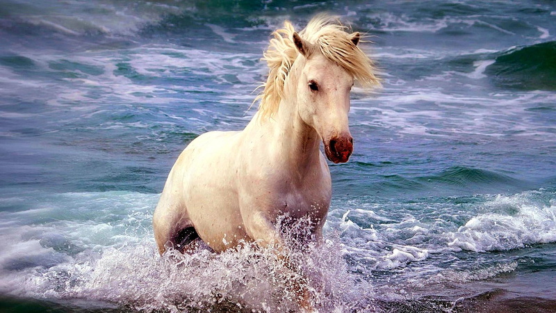 white horse, vertebrate, domestic animals, domestic, day, water, mammal, animal wildlife, animal, one animal, sea, outdoors, livestock, horse, nature, weimaraner