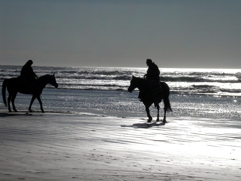 horse, 720P, sea, beach