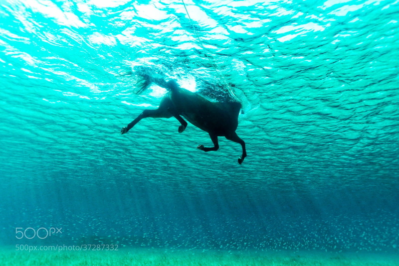 Kurt Arrigo, mammal, turquoise colored, animal themes, animal wildlife, full length, swimming, 500px, blue, one animal, marine, animal, undersea, no people