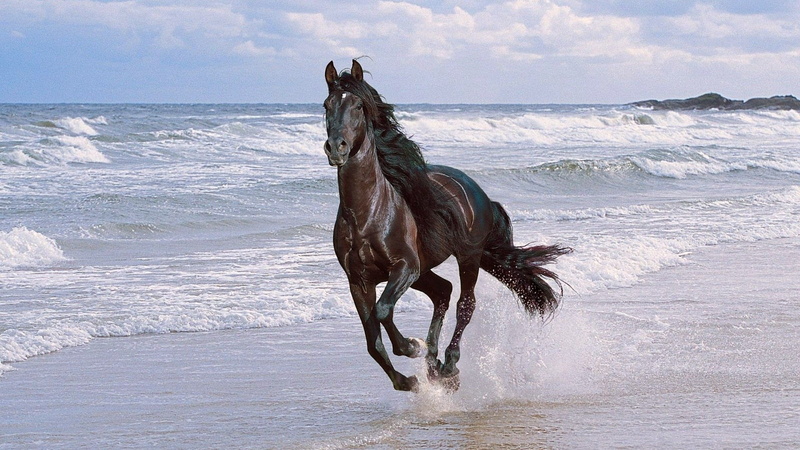 beach, thoroughbred Horse, action, sky, mare, horse, herbivorous, bay Horse, vertebrate, pets, horizon, nature, spray, running, beauty In Nature, motion