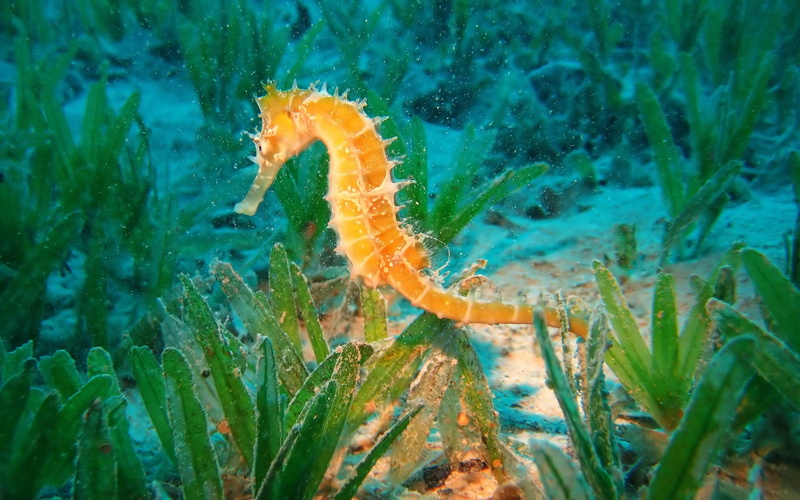 vertebrate, wildlife, underwater, swimming, biology, tropical Climate, reef, close-up, photography, sea horse, animals in the wild, 2K, seahorse, horse