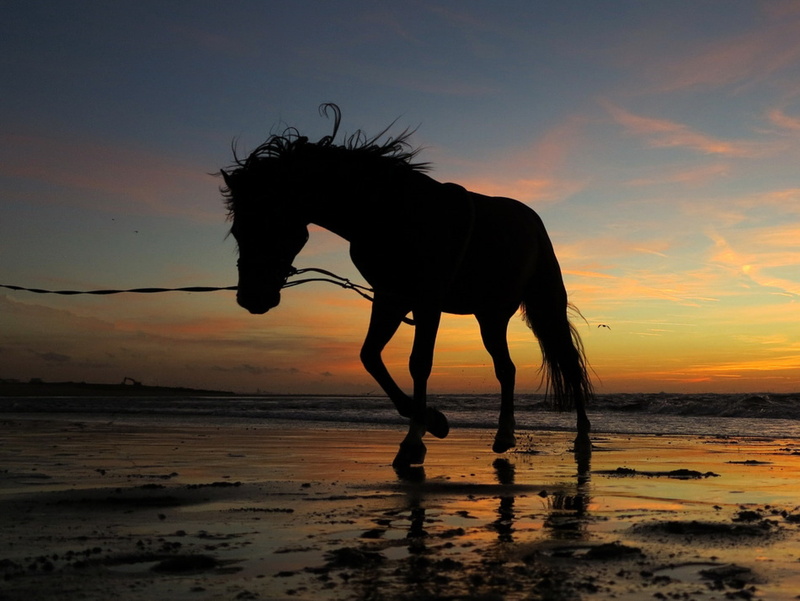 livestock, pets, sunset, sky, domestic, sea, beauty in nature, beach, 720P, herbivorous, land, animal, water, horizon over water, scenics - nature, mammal