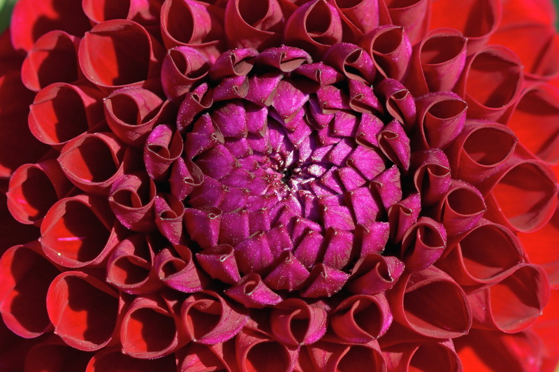 microbiology, photography, science, red flower, biology, 4K, dahlia, full frame, pattern, pink color, flower head, late summer, research, petal, close-up
