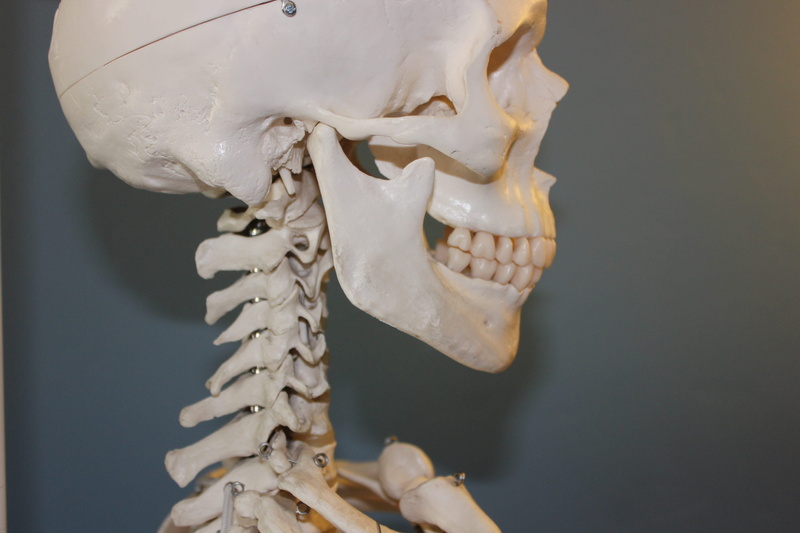 face, focus on foreground, body part, teeth, indoors, Bone, studio shot, white color, representation, white, human Spine, Body, human Skeleton, art and craft