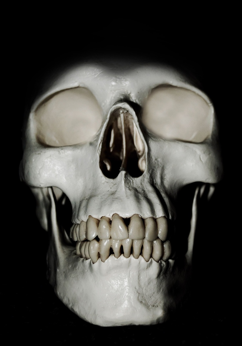 head, body, human Skull, poison, anatomy, spooky, model, face, human body part, body part, horror, part, men, over, eyes, 1080P, white, homo, human, healthcare And Medicine