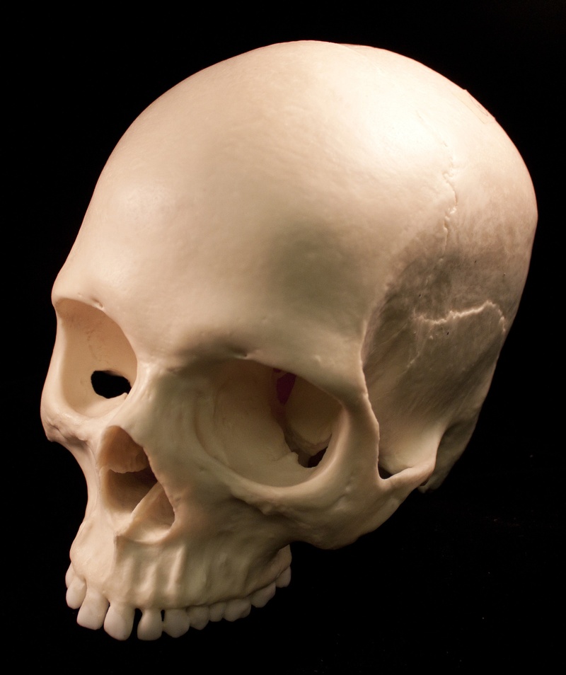 terror, still life, indoors, white color, anthropology, human body part, spooky, science, human Skull, biological, human, skeleton, horror, halloween, white