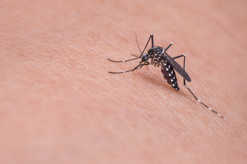 invertebrate, parasite, fever, pain, insect, macro, dengue, person, selective focus, close-up, s, body part, bloodsucker, nature, fauna, animal wildlife