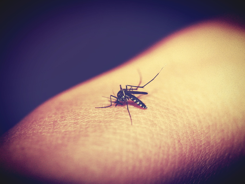 feeding, death, biology, nature, human, bloodsucker, animal wildlife, sting, magnification, summer, unrecognizable person, up, malaria, stinging, one person