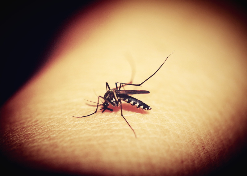 needle, medicine, human skin, invertebrate, health, body part, up, close-up, stinging, bloodsucker, tropical, bite, biology, nature, sting, 2K, dipterus