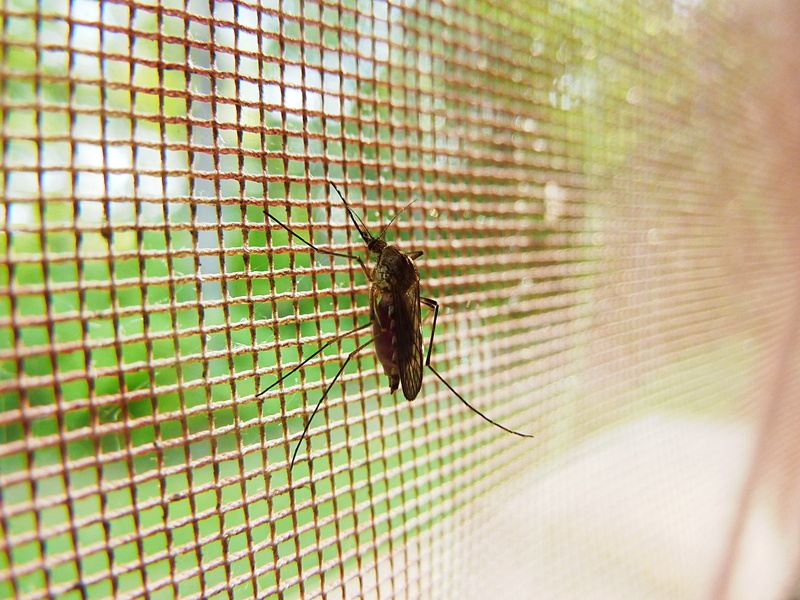 invertebrate, wing, Mosquito, photo, sucking, nature, window, plague, animal wildlife, bug, infectious, Pest, virus, animals in the wild, insectiside, pattern