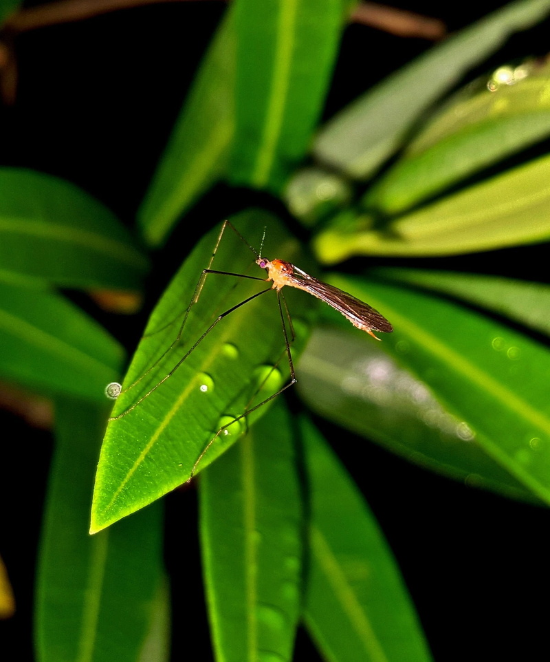 growth, beauty in nature, dengue, Mosquito, sting, ross river fever, Winged Insect, animal, day, plant part, nature, one animal, Bug, focus on foreground