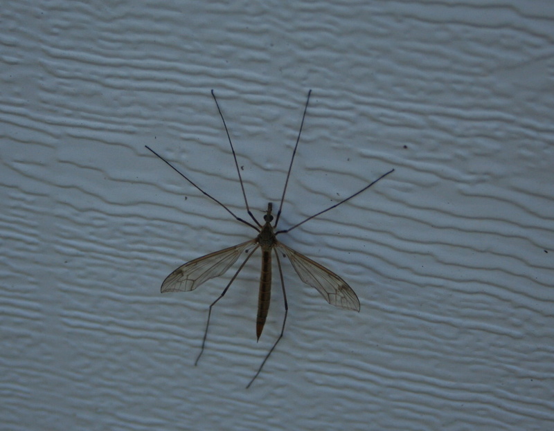 west nile virus, bug, animal wing, irritation, zoology, nature, no people, invertebrate, epidemic, arthropod, waterfront, culicidae, symbol, focus on foreground