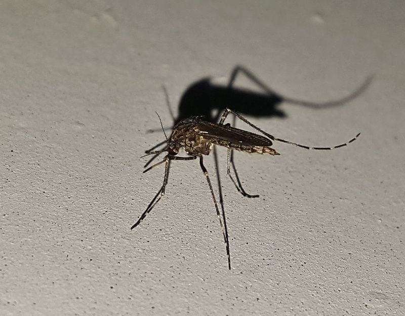 insect, culicidae, day, pest, malaria, animal body part, sickness, sting, outdoors, animals in the wild, bug, dengue, west nile virus, arthropod, invertebrate