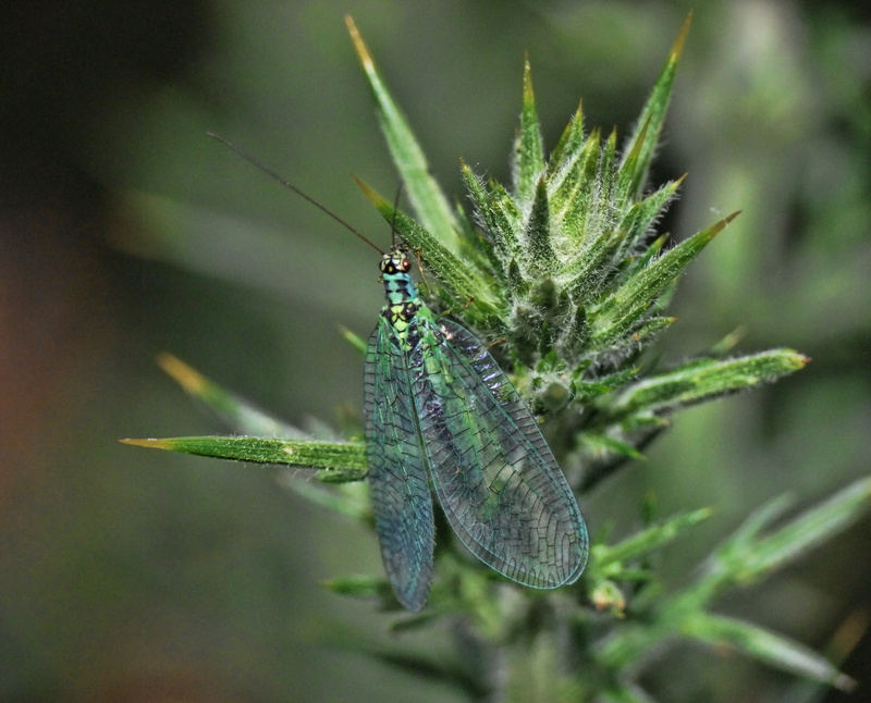 biology, close-up, day, nature, animals in the wild, gnat, parasitic, pest, outdoors, damselfly, animal themes, blood, macro, wing, focus on foreground