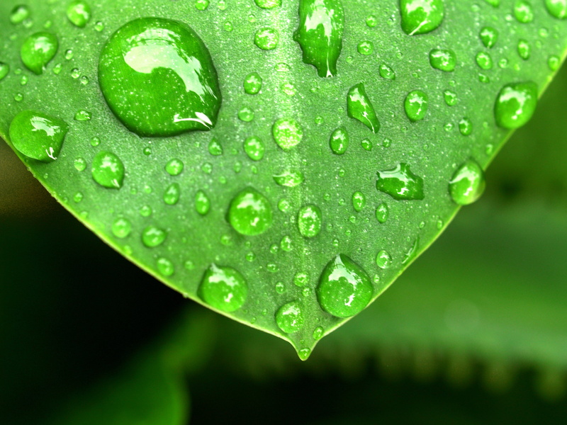 harmony, bright, outdoors, dew, healthy, focus on foreground, morning, growth, nature, dewdrop, freshness, reflection, condensation, sphere, small, rain