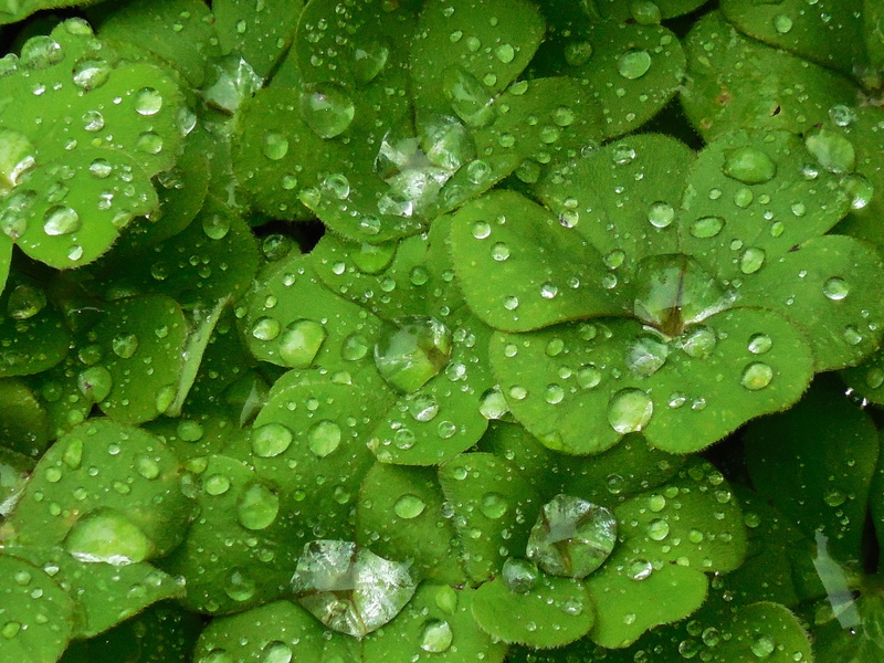 full frame, beauty in nature, water, raindrop, raindrops, drop, growth, abstract, 4K, wet, dew, bright, no people, freshness, flora, purity, outdoors