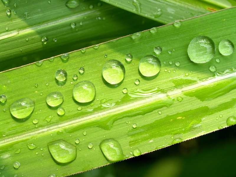 weather, environment, dewdrop, harmony, photography, outdoors, water, leaf, healthy, leaves, isolated, sphere, purity, morning, nature, liquid, closeup