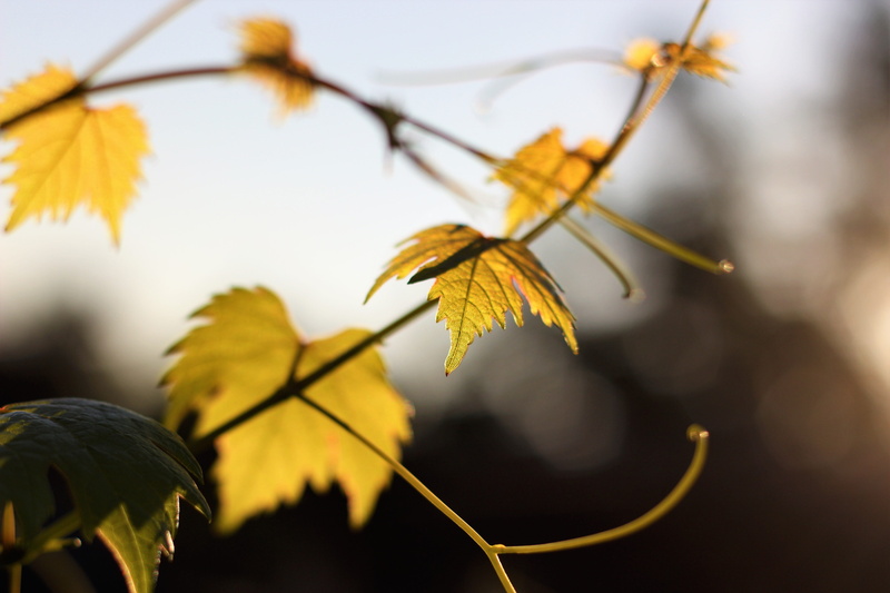 growth, growing, decorating, green, lines, composition, color, full, natural condition, producer, autumn, sample, many, abundance, healthy, 5K, below