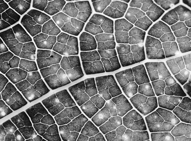 photography, ecology, dramatic, summer, pattern, microscopic, leaf, abundance, full frame, textured effect, macro, closeup, natural pattern, eco, vein