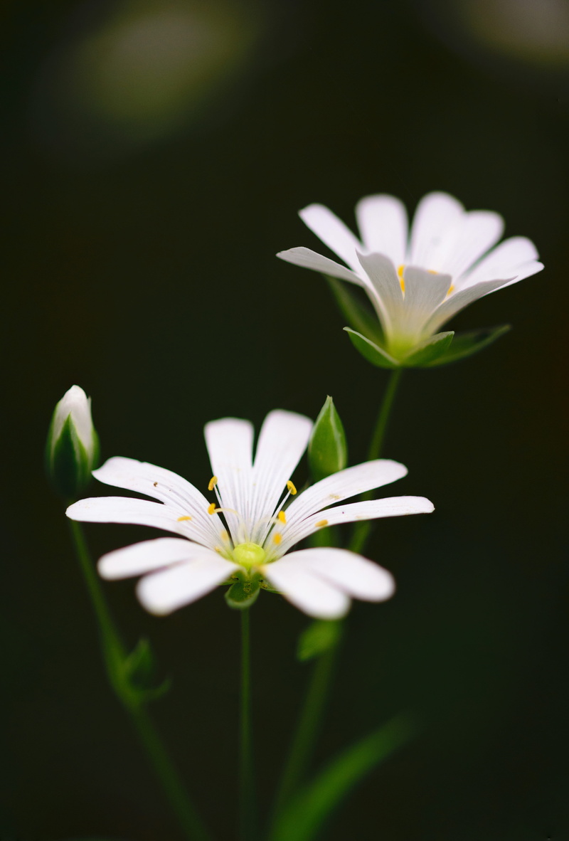 cute, botany, biology, white flower, horizontal, outdoors, sunny, white color, small, picture, flower, forest, summer, focus on foreground, bright, green
