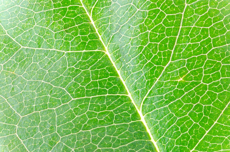 branch, photography, dry, tree, no people, natural, stem, green, life, backgrounds, botanical, plant, food and drink, closeup, herb, freshness, pattern