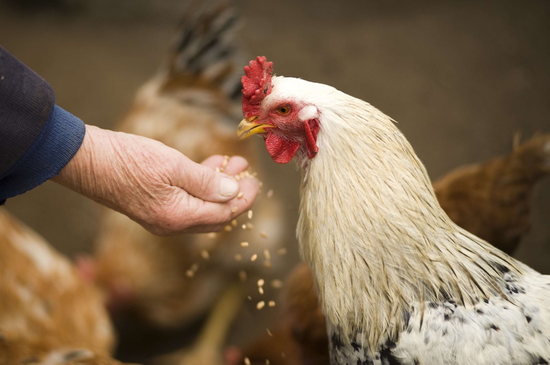 animal, feeding, chicken - bird, animal themes, farm, animal head, vertebrate, outdoors, organic, farmer, 4K, countryside, human, human body part, nature